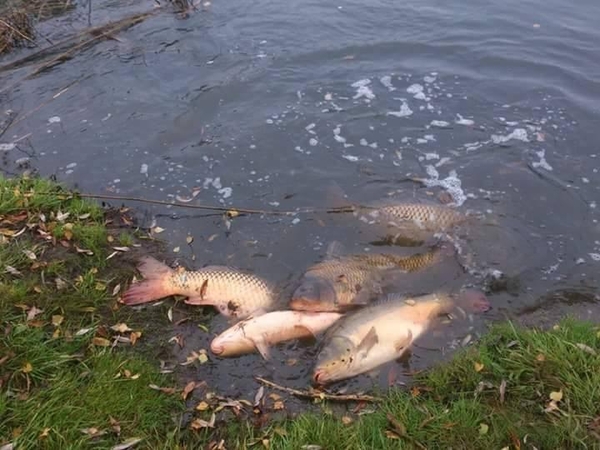 Pakruojis skelbia ekstremalų įvykį dėl gaištančių žuvų