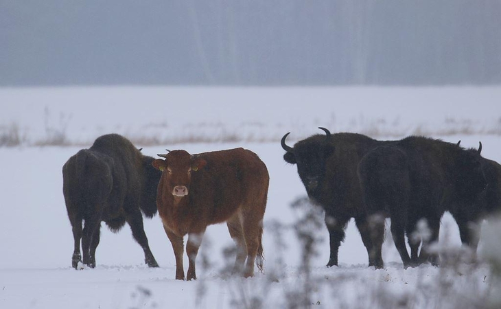 Lenkijoje iš ūkio pabėgusi karvė ganosi su stumbrų banda