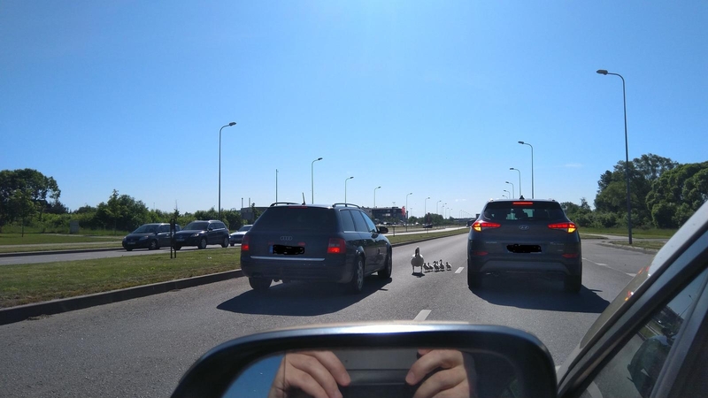 Vairuotojams kelią pastojo gulbė su gulbiukais