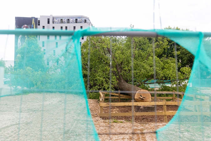 Ąžuolą Vilniaus centre nupjovusiai įmonei teks sumokėti 141 tūkst. eurų baudą