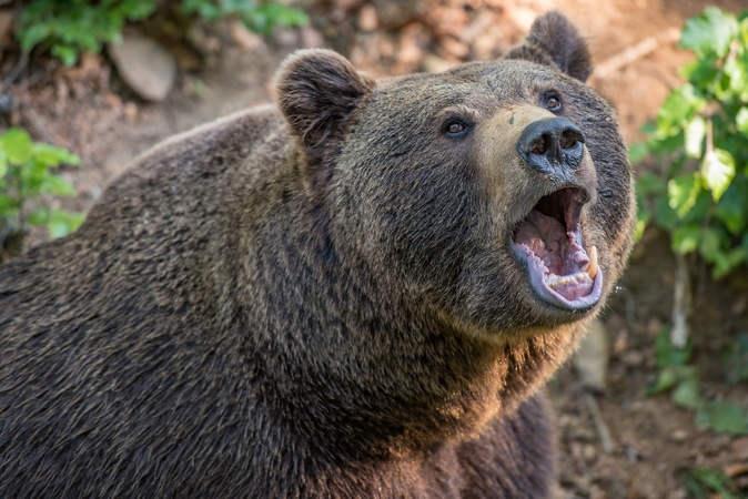 Slovakijoje pirmą kartą lokys sudraskė žmogų: perkando galvą ir kaklą