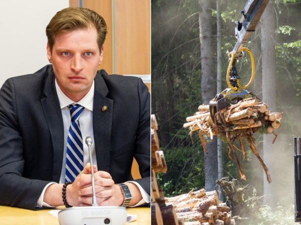 Punios šile stabdomi plynieji miško kirtimai