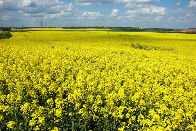 Išaugo cukrinių runkelių, sumenko rapsų ir bulvių derlius