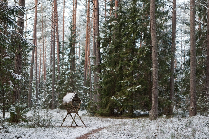 Miškininkai baiminasi pertvarkos: nebebus kam prižiūrėti miškų