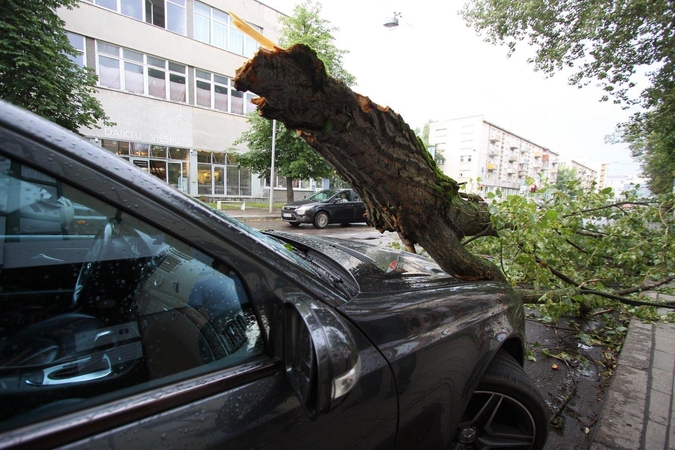 Arboristas: Vilniaus mieste – gana daug pavojų keliančių medžių