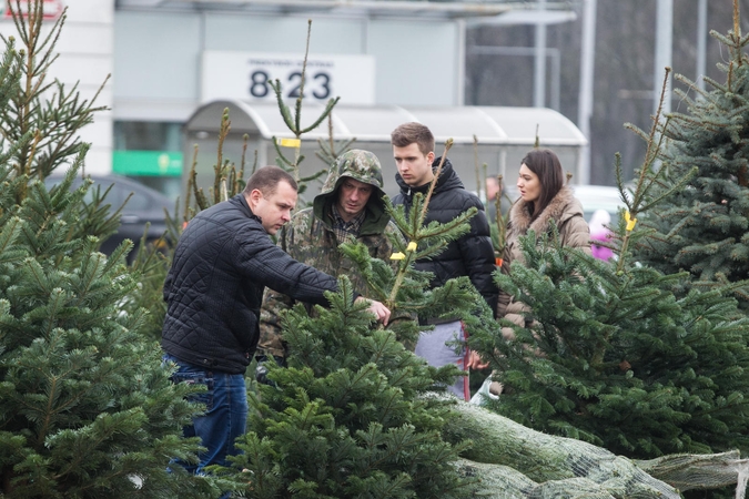 Džiugi dovana vilniečiams – 200 nemokamų eglučių tiesiai į namus