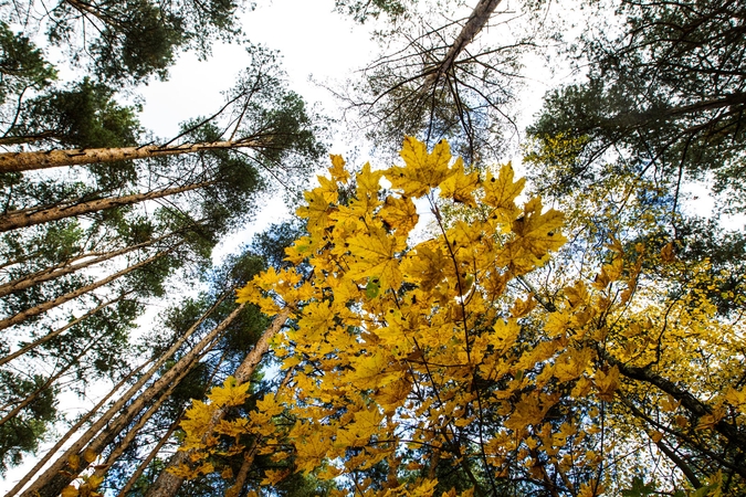 Valstybinių miškų urėdijos vadovo paieškos gali užsitęsti