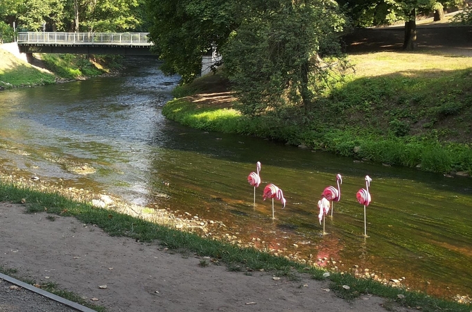 Vilniuje aptikti rožiniai flamingai