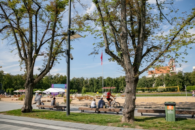 Gelbėjamos septynios brandžios Gedimino prospekto liepos