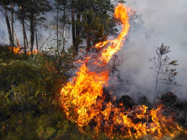 Miškininkai antrą dieną gesina miškus šalia Trakų – įtariami padegimai