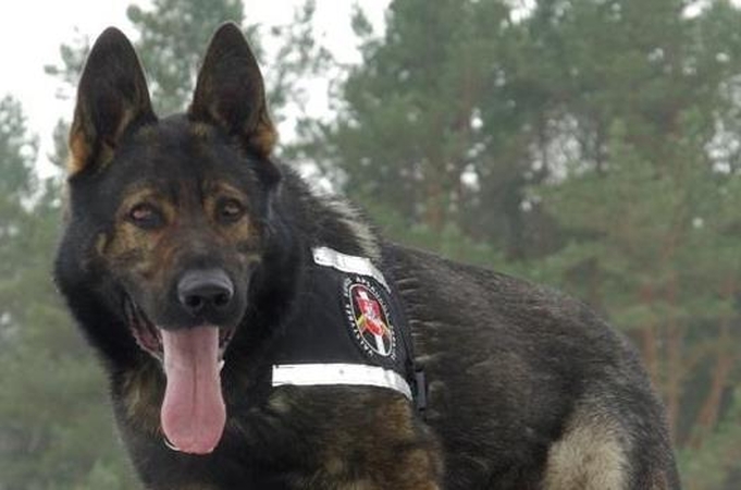 Pasieniečių šuo susekė dar vieną nelegalą