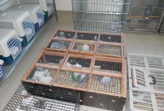 Nelegaliai iš Baltarusijos vežtus balandžius teko priglausti muitinei