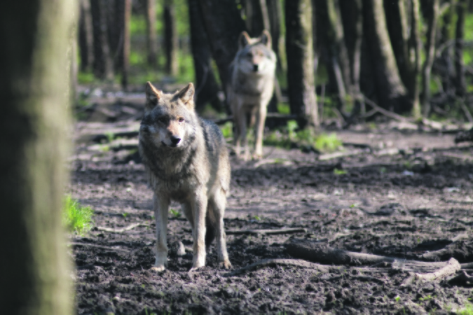 Planas: avių augintojai siūlo problemą spręsti didinant leidžiamų medžioti vilkų limitą, atsodinant miškus, lengvinant vienišų vilkų medžiojimo procesą.