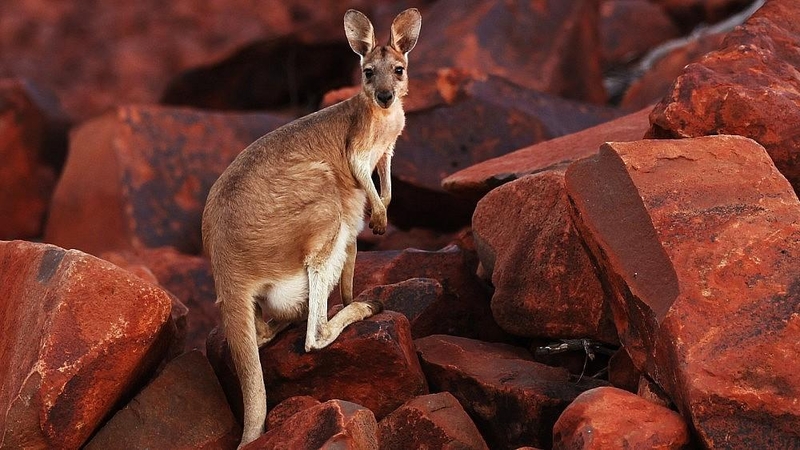 Prisimenant Australiją: akinantys paplūdimiai, 40 laipsnių karštis ir kengūros