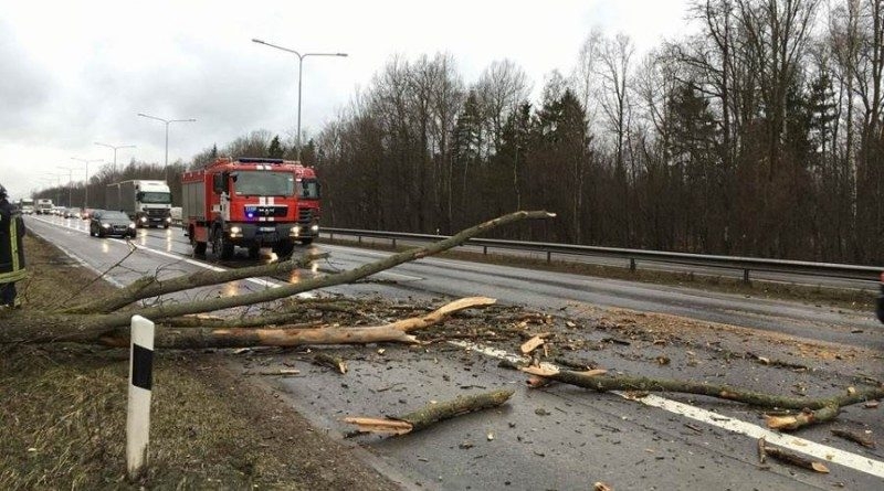 Stiprus vėjas pridarė nuostolių: vertė medžius, nutraukė elektros laidus