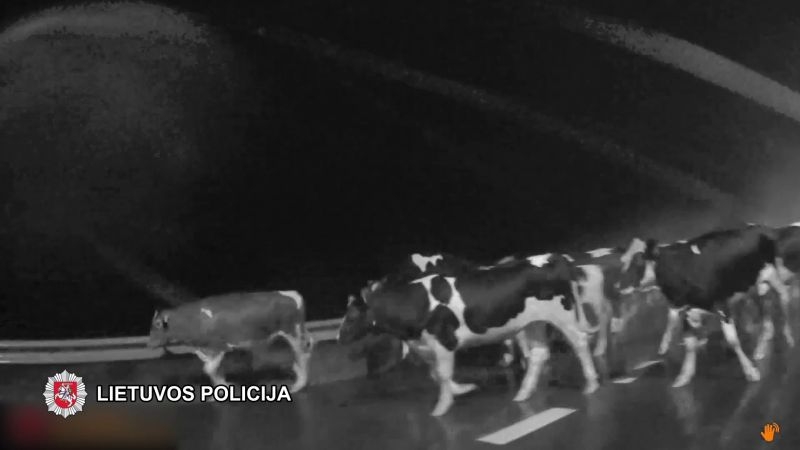 Šeši policijos ekipažai tramdė po kelią prie Šiaulių besiblaškiusius galvijus