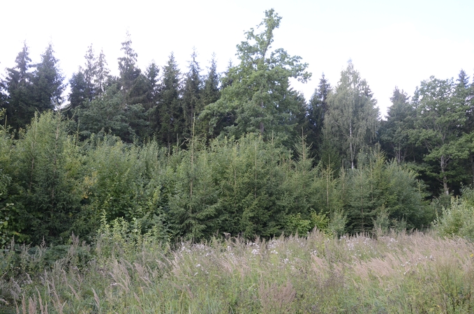 Parama: jaunuolynų iki 20 metų amžiaus ugdymo veiklai parama skiriama mokant vienkartinę nustatyto dydžio kompensacinę išmoką už planuojamą išugdyti jaunuolyno 1 ha.