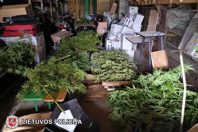 Vilkaviškio rajone rastos dvi kanapių auginimo plantacijos: sulaikyti įtariamieji