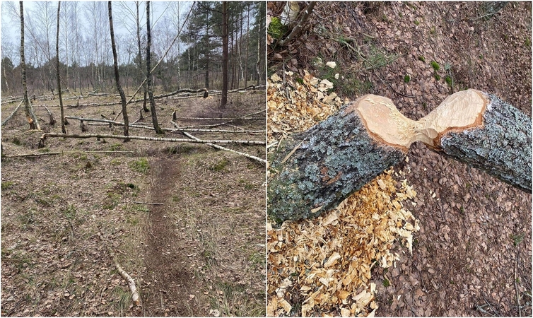 Kuršių nerijos nacionaliniame parke – kaip po uragano: išvartyti medžiai ir krūvos pjuvenų