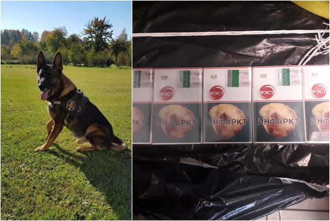 Vokiečių aviganis Varis vėl nuskriaudė cigarečių kontrabandininkus