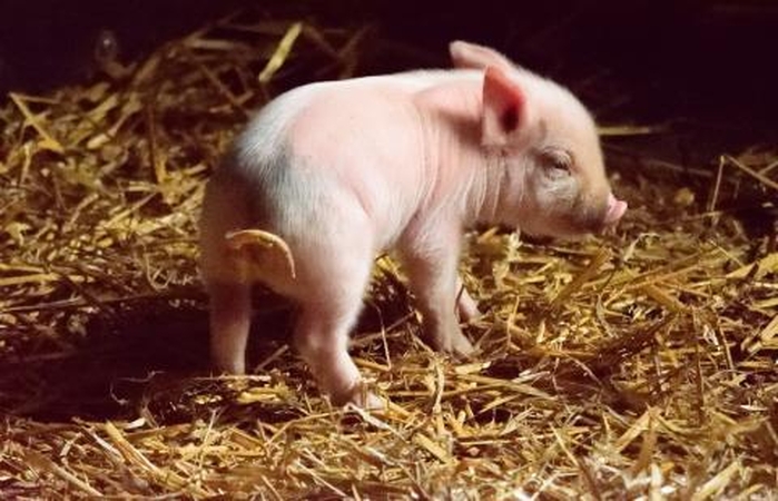 Per savaitę jau antrame nedideliame ūkyje nustatytas afrikinis kiaulių maras