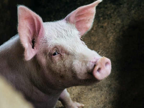 Nustatytas dar vienas AKM židinys kiaulių ūkyje Lietuvoje