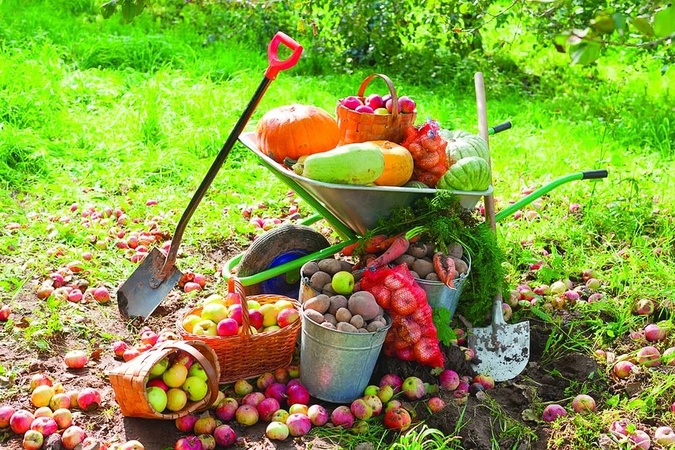 Pasirengimas: užaugintą derlių svarbu ne tik laiku nuimti, bet ir tinkamai paruošti saugoti per žiemą. 