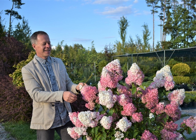 Dendrologas A. Rutkauskas sako, kad itin dekoratyvios ir labiausiai pakančios šalčiams šluotelinės hortenzijos užauga iki 1,2–1,5 m aukščio, stebina dideliais, iki 30 cm ilgio žiedynais. 