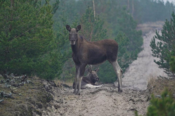 Kuršių nerijos nacionalinio parko atstovai linki: atsigręžkime į gamtą