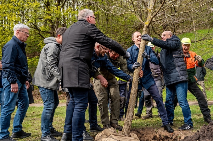 Dainų slėnio prieigas papuošė proginiai ąžuolai ypatingam jubiliejui pažymėti