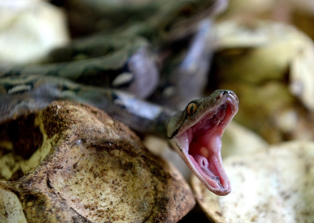 Asociatyvi nuotr.