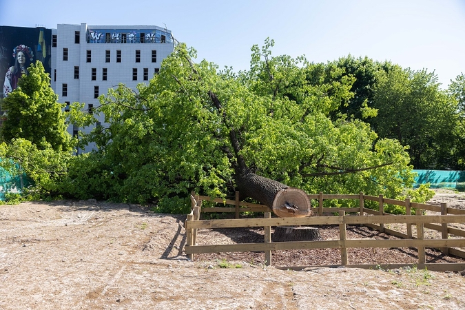 Ąžuolą Vilniaus centre nupjovusi įmonė vis dar nesumokėjo paskirtos baudos 