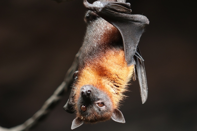 Pasislėpęs lankytojos drabužiuose iš zoologijos sodo paspruko šikšnosparnis