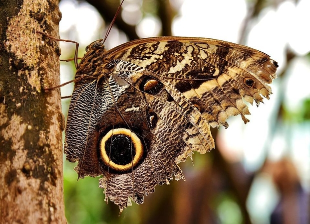 Asociatyvi nuotr.