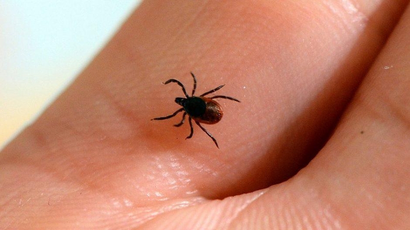Žiema – tinkamiausias metas skiepytis nuo erkinio encefalito