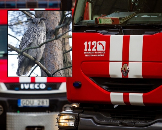 Neeilinis Kauno ugniagesių budėjimas: teko gelbėti apuoką, papūgą ir katiną nuo bičių 