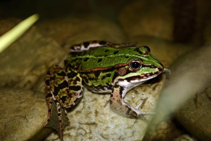 Asociatyvi nuotr.