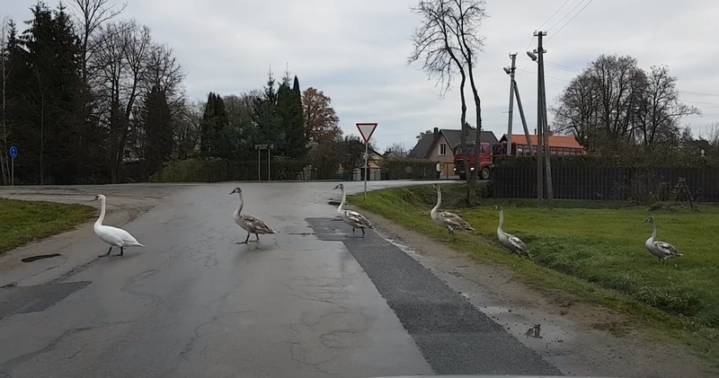 Iššūkis vairuotojams – per kelią krypuojančios gulbės