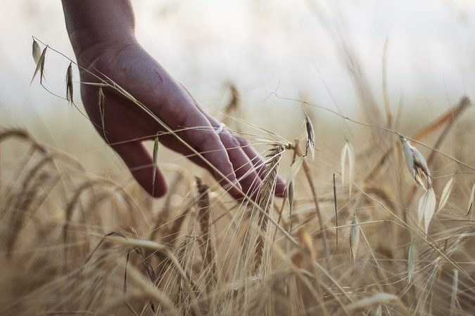 EK skyrė dar 100 mln. eurų penkių šalių ūkininkų nuostoliams dėl importo iš Ukrainos padengti