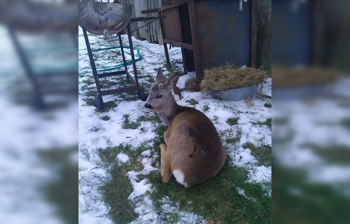 Gyvūnų gerovės tarnyba: paskaičius tokius patarimus – šiaušiasi plaukai