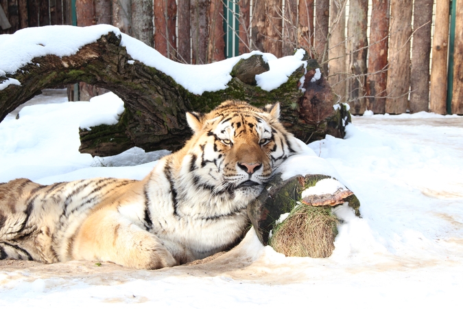 Lietuvos zoologijos sodo tigrės prognozė: kokie bus 2022-ieji?