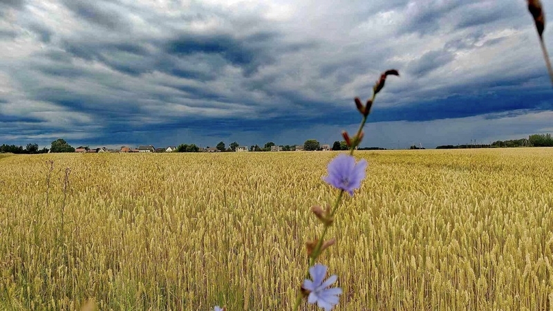 Orai Lietuvoje: prognozuojami karščiai, perkūnija, gūsingas vėjas