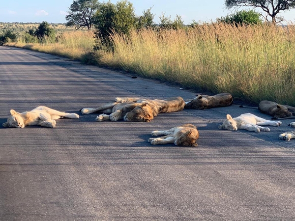 Garsiajame Pietų Afrikos nacionaliniame parke liūtai užkariauja asfaltą