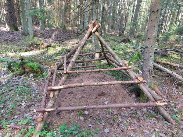 Miškininkai šiais metais aptvers 1,4 tūkst. skruzdėlynų