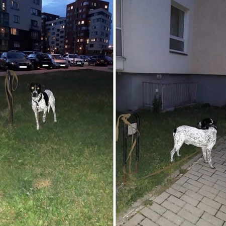 Lazdynėlių gatvėse lakstantis šuo – opi problema