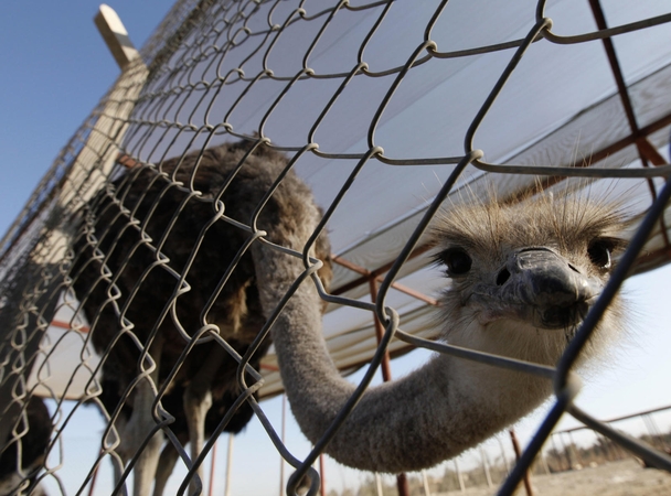 Neįprastas prašymas: politikas iš zoologijos sodo norėjo pasiskolinti strutį