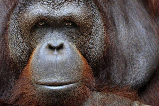 Nugaišo seniausias pasaulio orangutangas