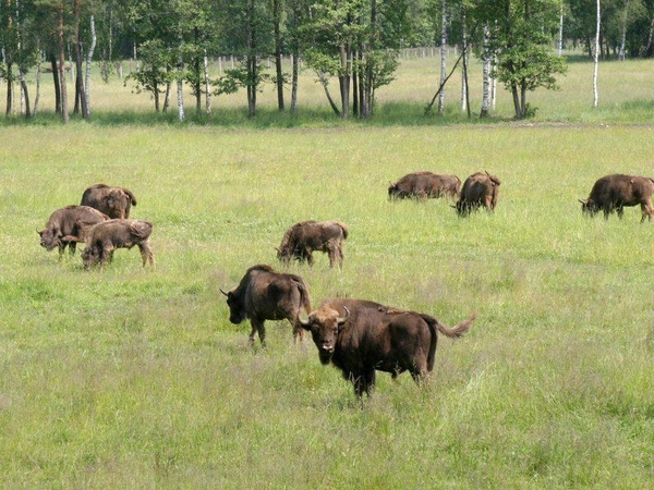 Planuojama į Dzūkiją perkelti pirmuosius stumbrus iš Vidurio Lietuvos