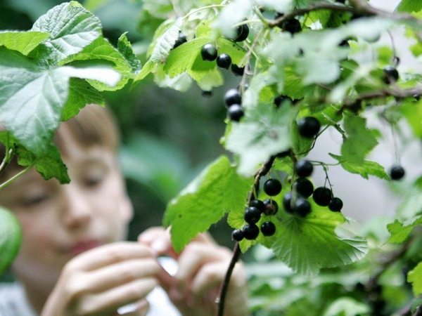Biržų rajone vagys išravėjo lauką: pavogta 1500 sodinukų