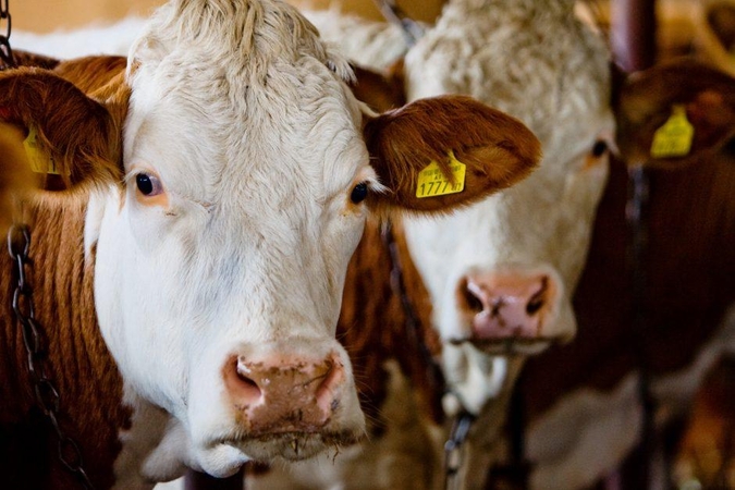 Veterinarijos tarnyba prašo teismo konfiskuoti ūkininko neprižiūrimus galvijus